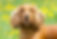 cocker spaniel