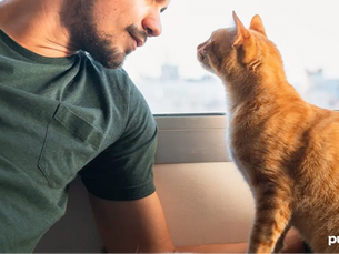 cat sitting and staring into the eyes of a man