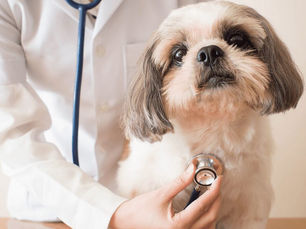 dog getting heart checked with stethoscope by a medical professional