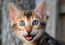 kitten