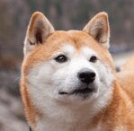 Shiba Inu