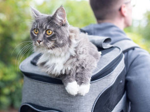 a gret cat sitting in a grey backpack with trees in background, on the back of a man