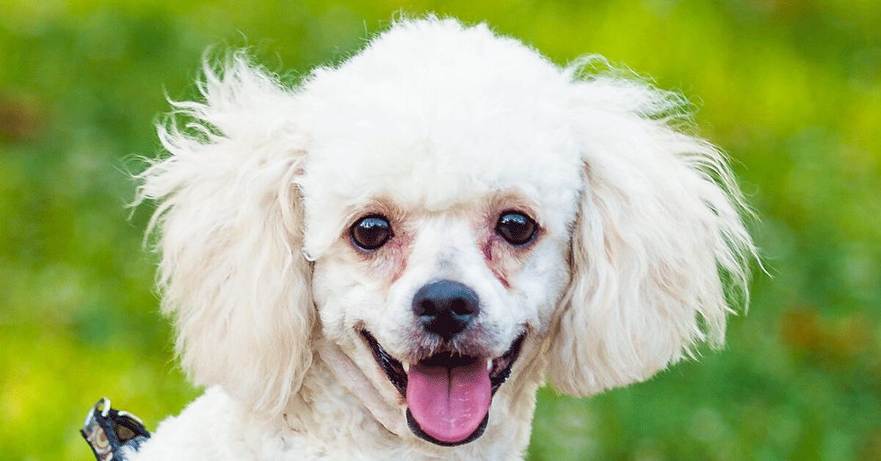 Maltese