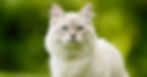 Siberian Cat