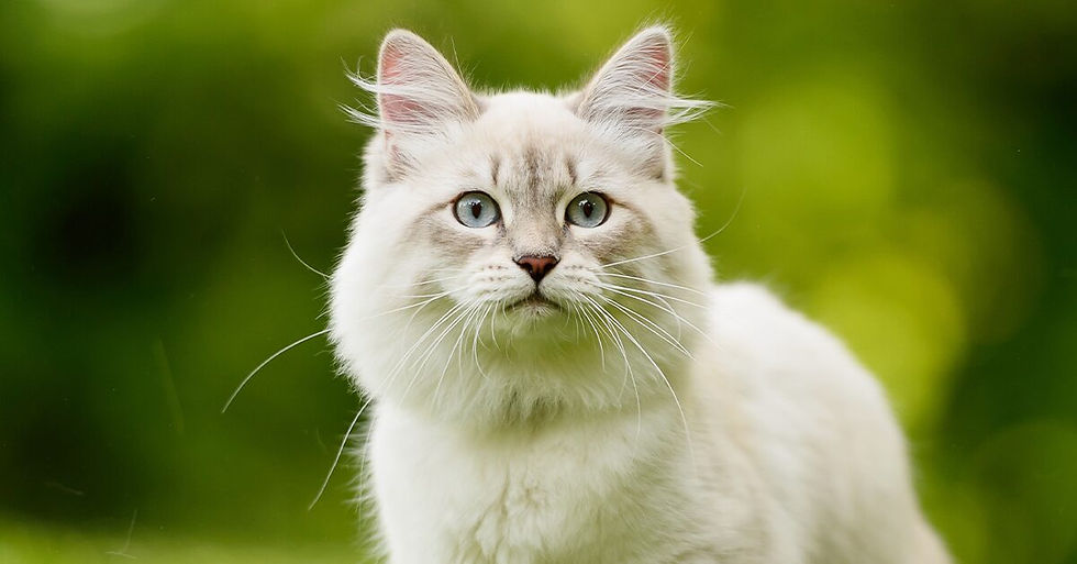Siberian Cat