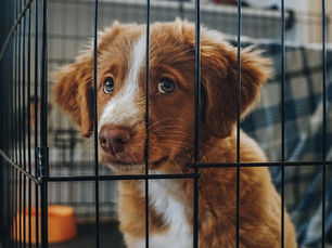 puppy looking out from inside a crate