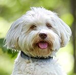 havanese
