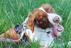 Brittany
Australian Shepherd