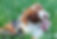 Brittany
Australian Shepherd