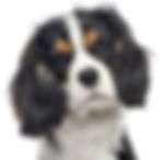 cavalier king charles 
