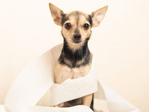 puppy dog wrapped in toilet paper