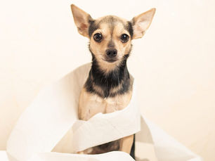 puppy dog wrapped in toilet paper