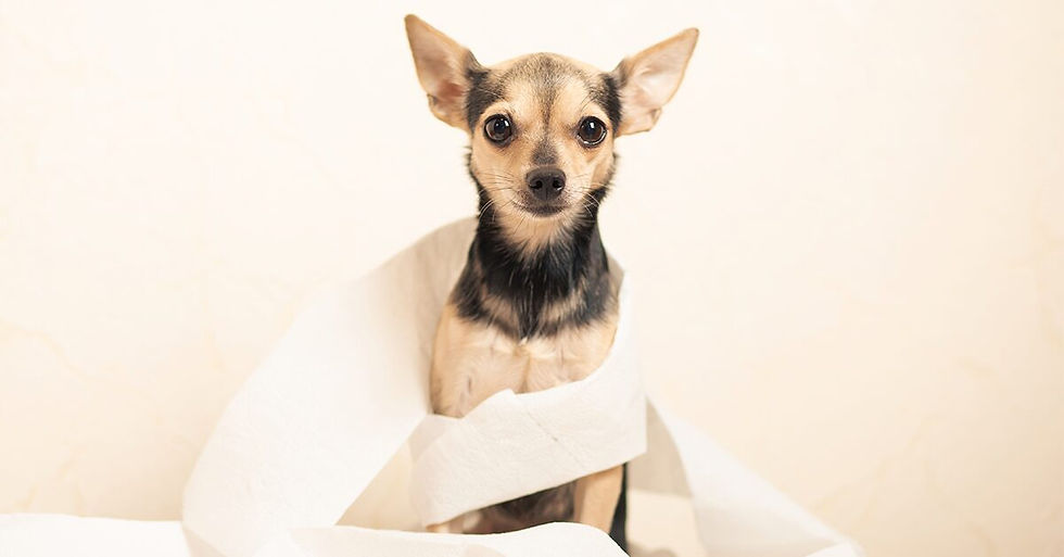 Puppy Diarrhea: Causes & Care Guide