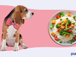 dog looking at a bowl of rice with vegetables in it