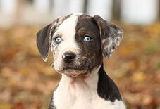 catahoula leopard dog
