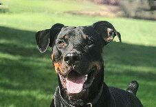 Rotterman
Doberman
Rottweiler