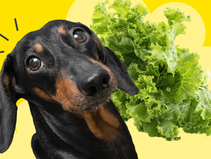 dog with lettuce in background