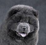 chow chow
