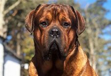Mastiff
Rottweiler