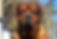 Mastiff
Rottweiler