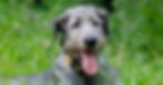 Irish Wolfhound