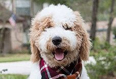 Poodle