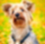 yorkie