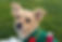 Papillon
Dachshund