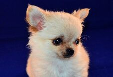 Chihuahua