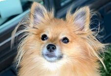 Papillon
Pomeranian