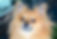 Papillon
Pomeranian