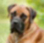 mastiff