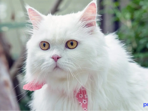 white cat looking 