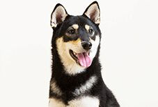 akita senior