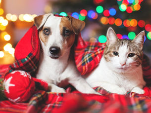 dog and cat under a blanket in front of a holiday lights