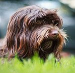 havanese