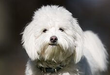 coton de tulear
