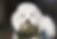coton de tulear