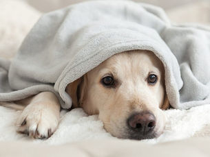 What Are the Most Common Puppy Illnesses?