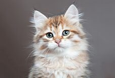 siberian cat
