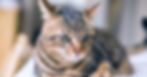 Bengal