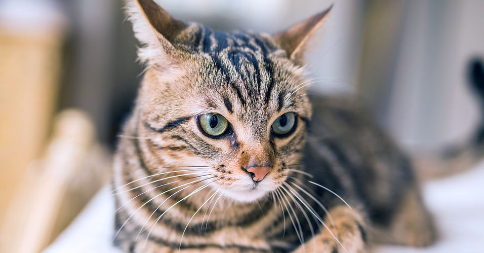 Bengal