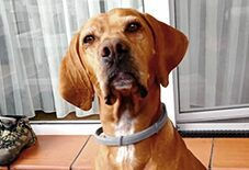 Vizsla
American Staffordshire Terrier