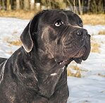 cane corso