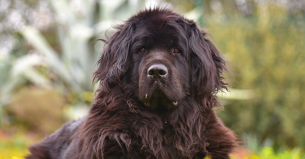 Newfoundland