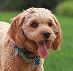 cavapoo