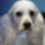 cocker spaniel