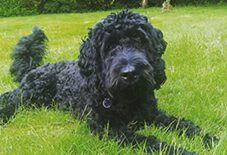 Portuguese Water Dog
Poodle