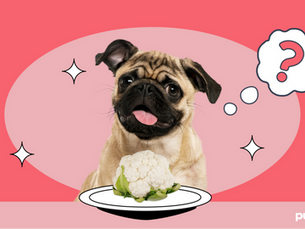 dog with plate of cauliflower in front of it