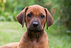 rhodesian ridegback puppy